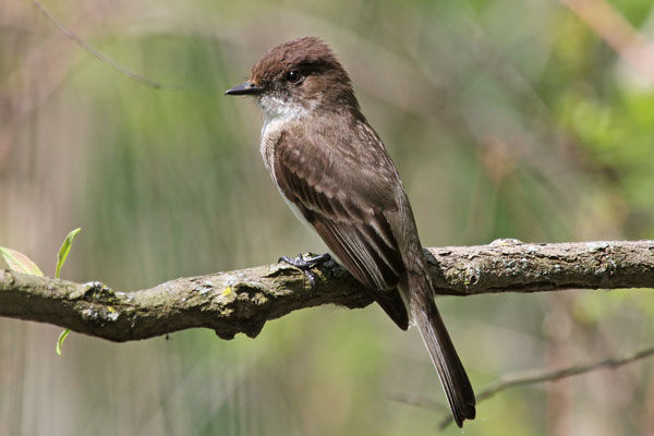 Eastern Phoebe Magee Marsh Wildlife Area OH May 2012