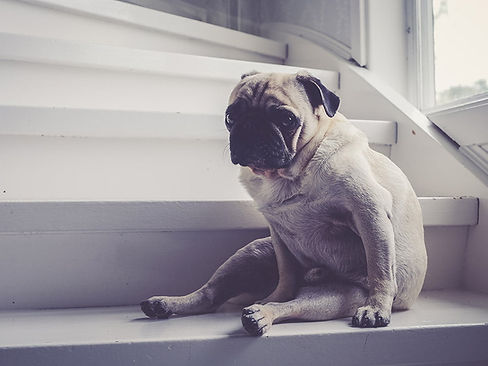 Gigt dyplasi røntgen hund.jpg