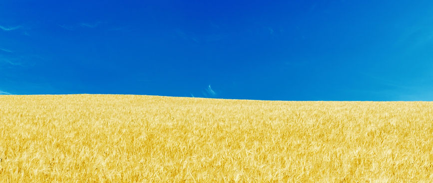 Blue Skies and Yellow Fields_edited.jpg