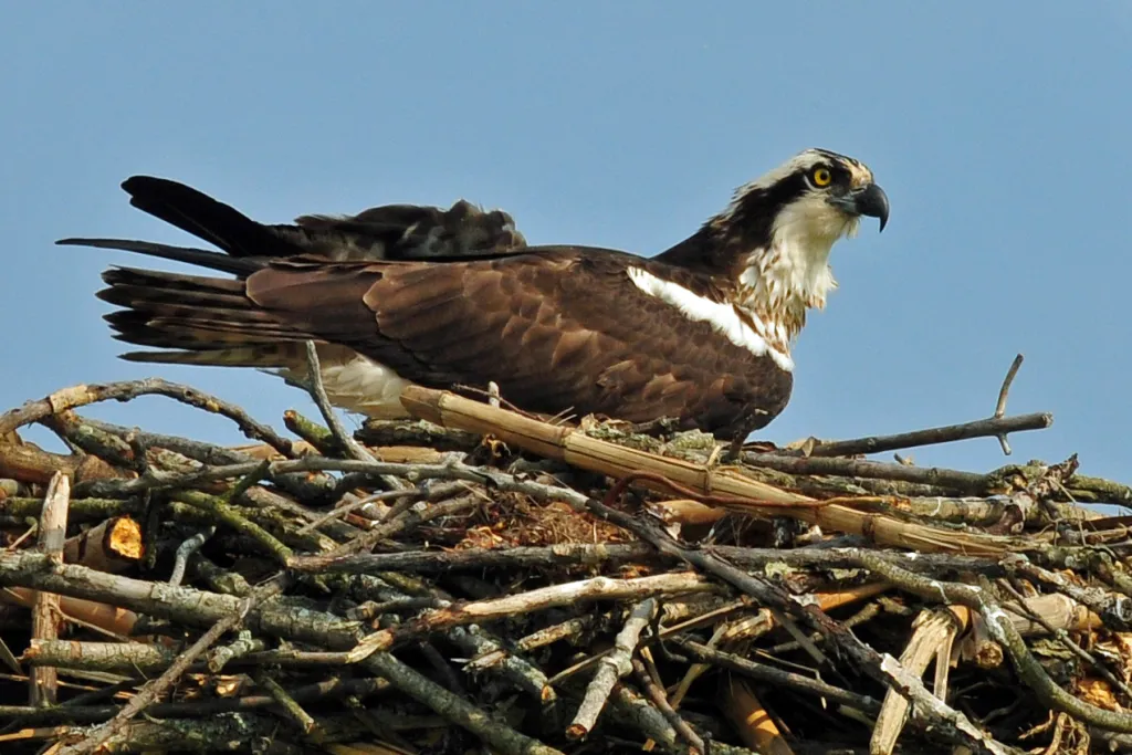 ospreyonnest_kosack.webp