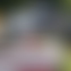 Le mondial du Lion d'Angers 2025 : 7 ans