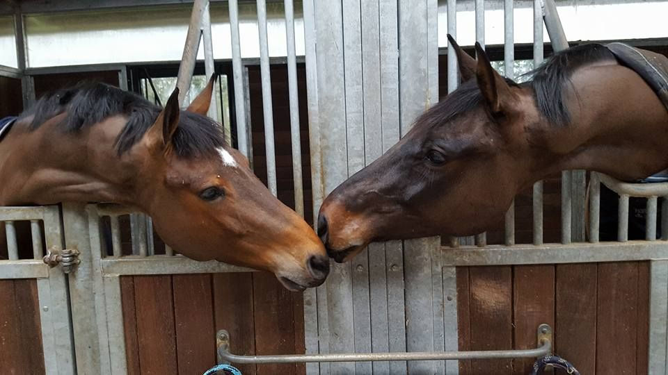 Equi-Complet - chevaux à vendre