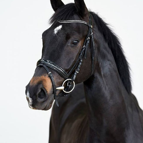 Retour en images de cette année 2021 d'Equi-Complet