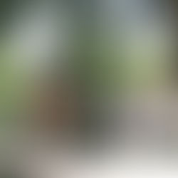 Jardy Eventing Show - Les amateurs Equi-Complet (18 juillet)