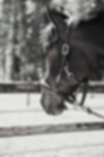 Equi-Complet - chevaux à vendre