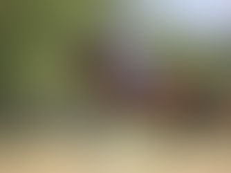 Boulerie Jump - Pôle Européen du Cheval : Concours pour les jeunes chevaux.