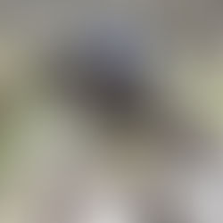 Jardy Eventing Show 14 - 20 Juillet 2021