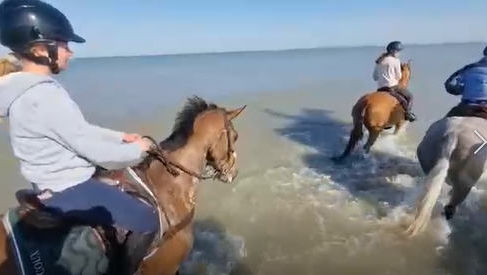 Derniers galops avant KRONENBERG (NED)