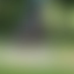 Retour sur les épreuves jeunes chevaux Lion d'Angers (CIR CCE SHF)