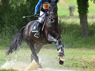Retour sur les épreuves jeunes chevaux Lion d'Angers (CIR CCE SHF)