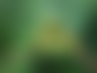 A glass frog on a branch with transparent skin, used by Optimize HR to illustrate workplace transparency.