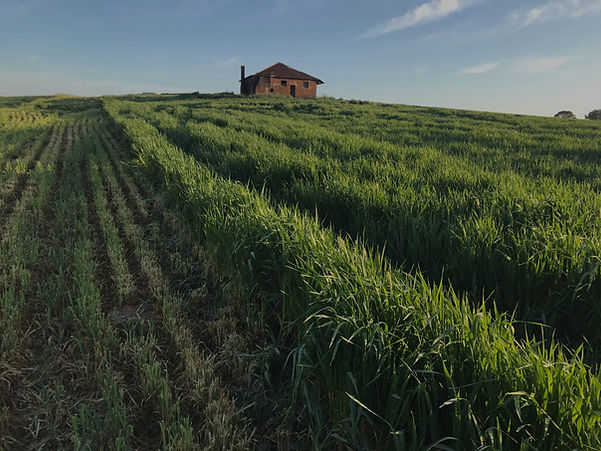 Bion Group styremedlemmer, ekspertise og teamet av veiledere