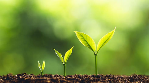 july5-2019-Tree-Growth-640 resized for linkedi.jpg