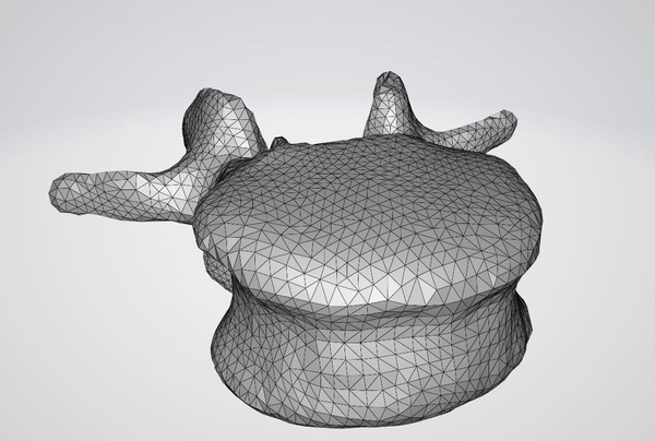 Anatomical Model of Vertebra