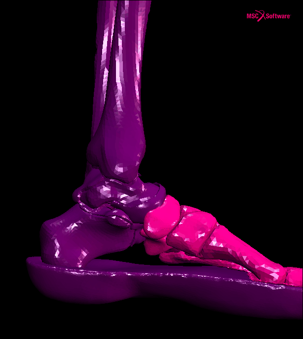Anatomical Model of the Human Lower Limb