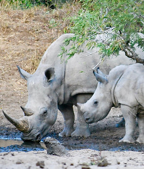 RHINOS.JPG