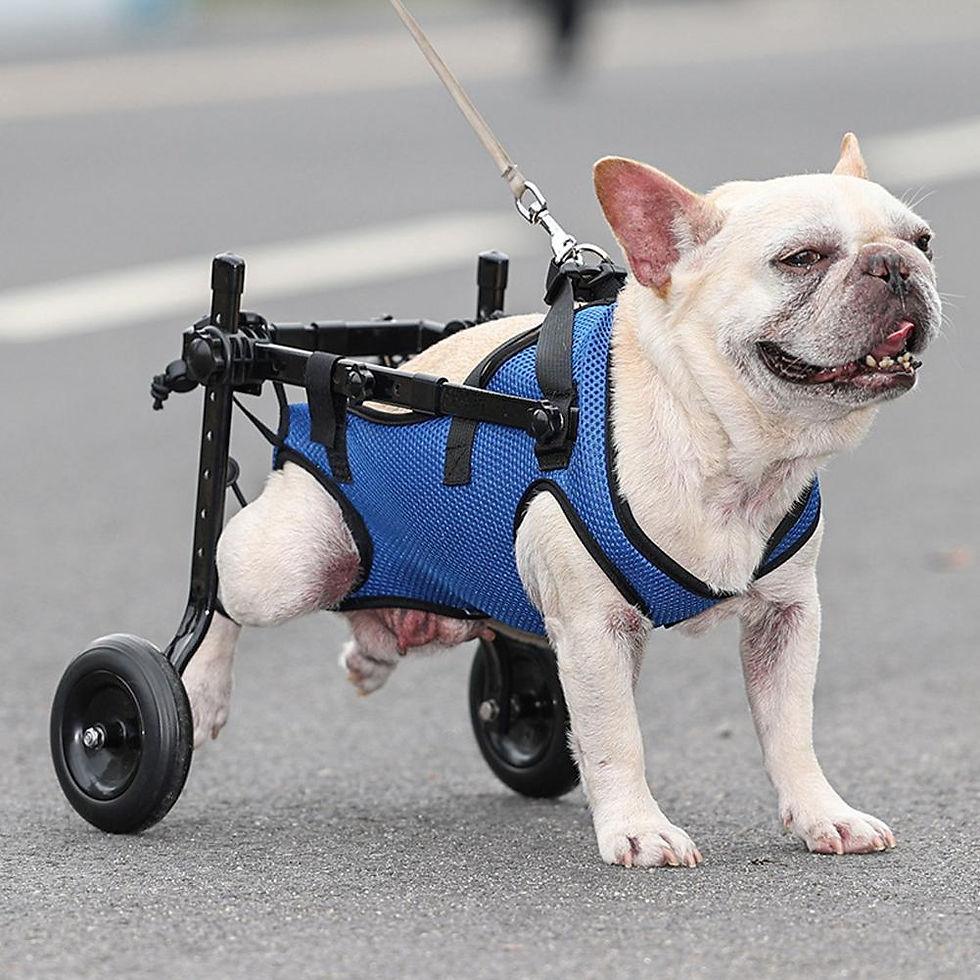 Miniatura: Cadeira de rodas ajustável para reabilitação e caminhada de cães e gatos pcdm
