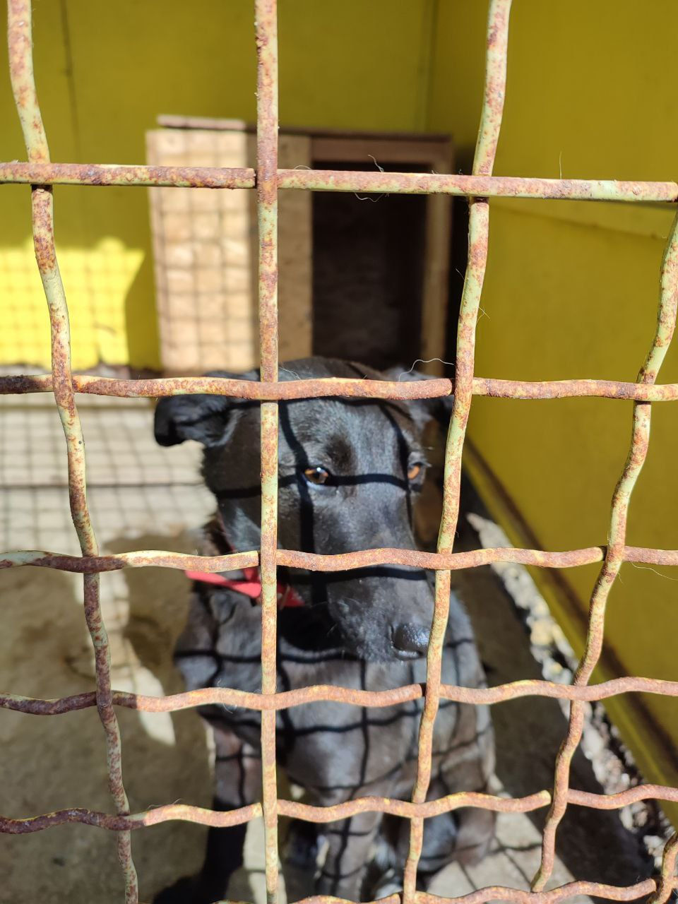 Немає клички