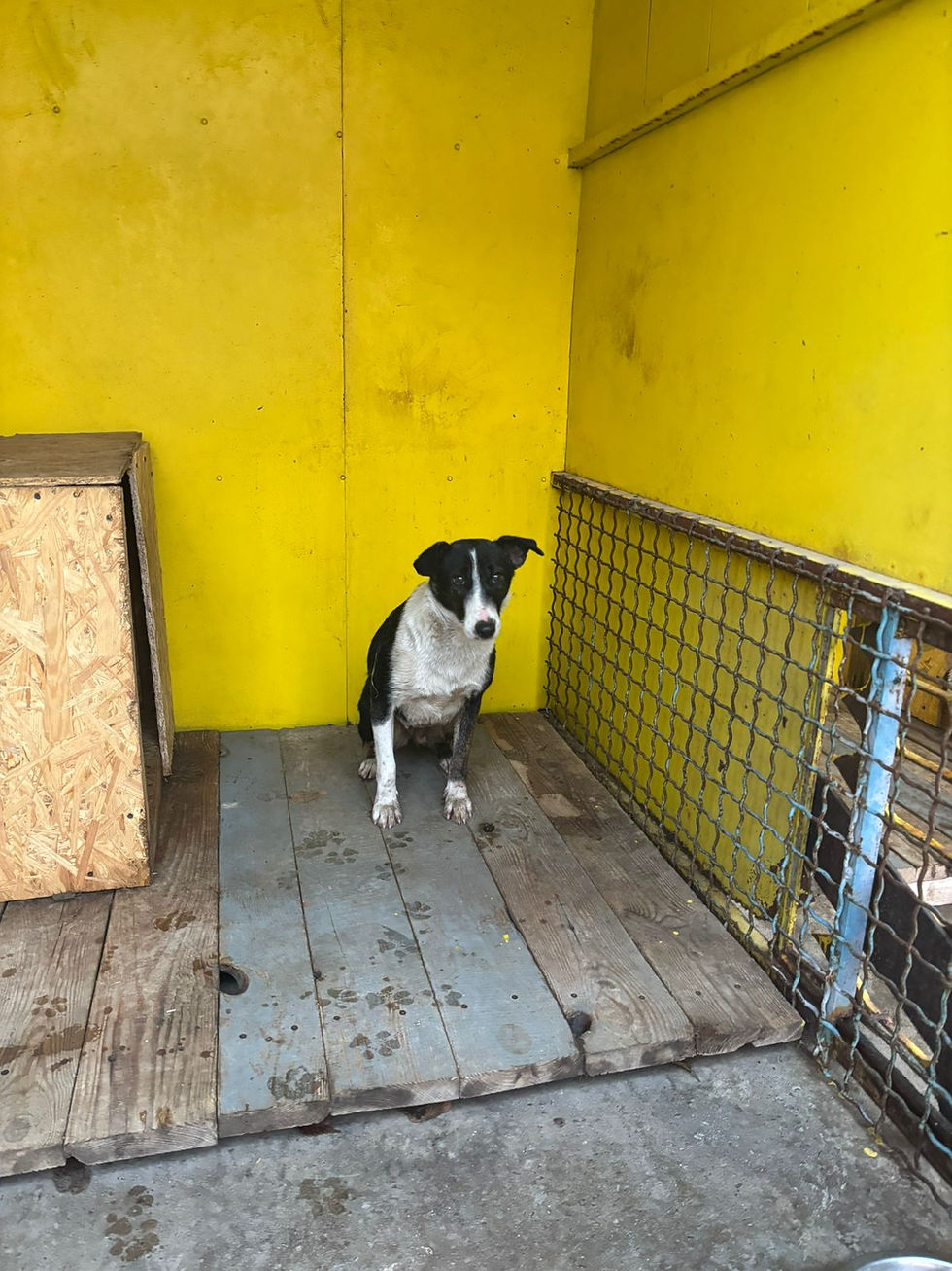 Немає клички