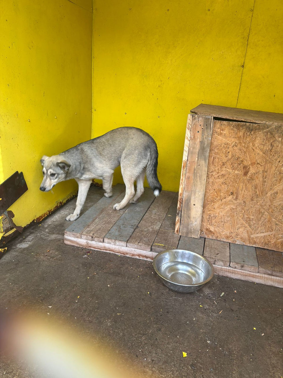 Немає клички