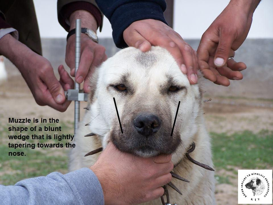 Muzzle