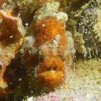 frogfish orange 30_edited.jpg