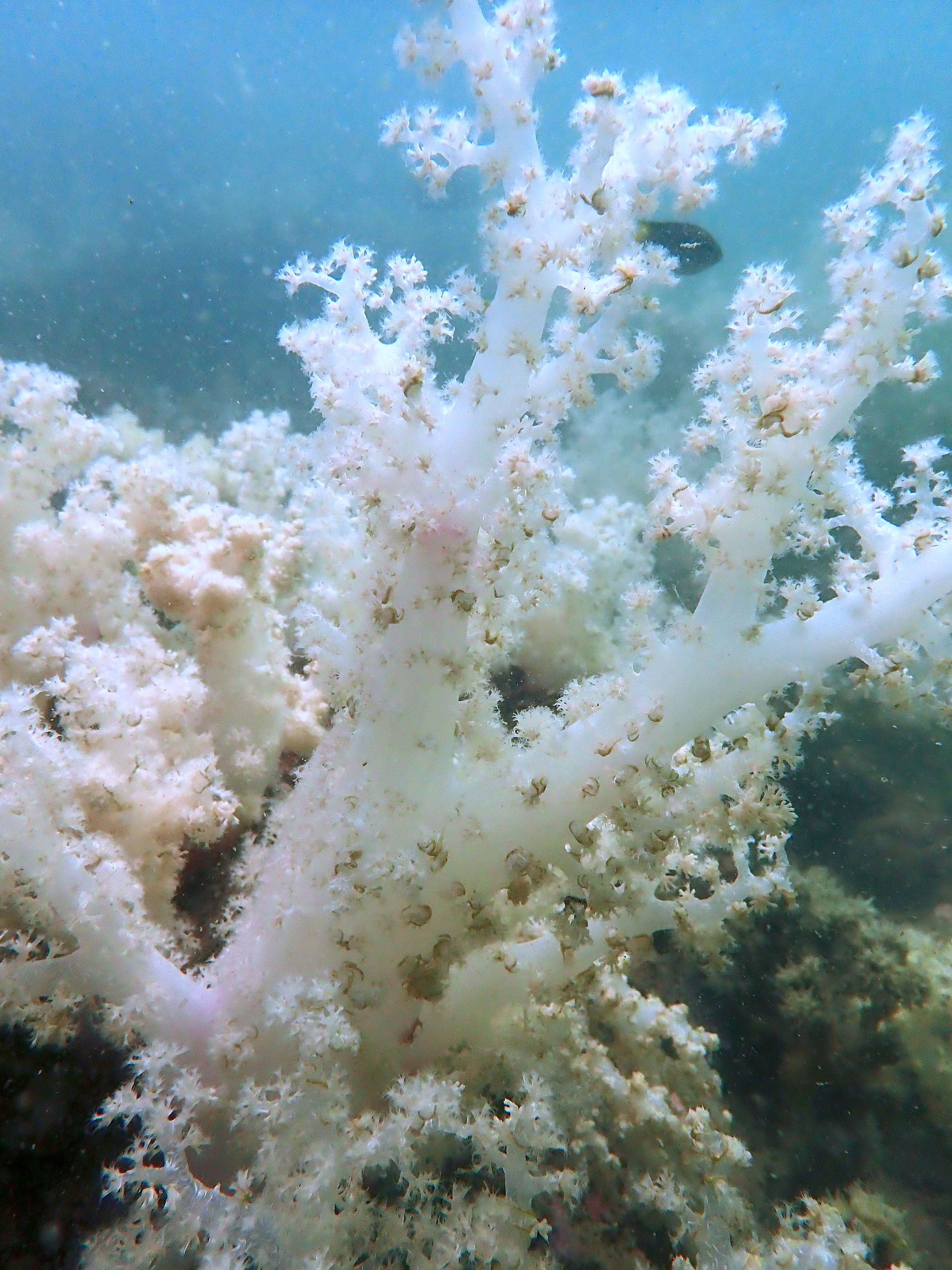 soft coral in langkawi