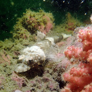 crocodile flathead