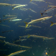 barracudas in Langkawi