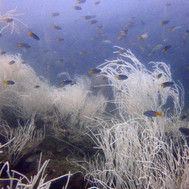 white coral corner divesite in Langkawi