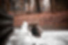 faux-fur-fabricjpg