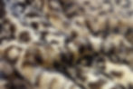 Rex Rabbit Print