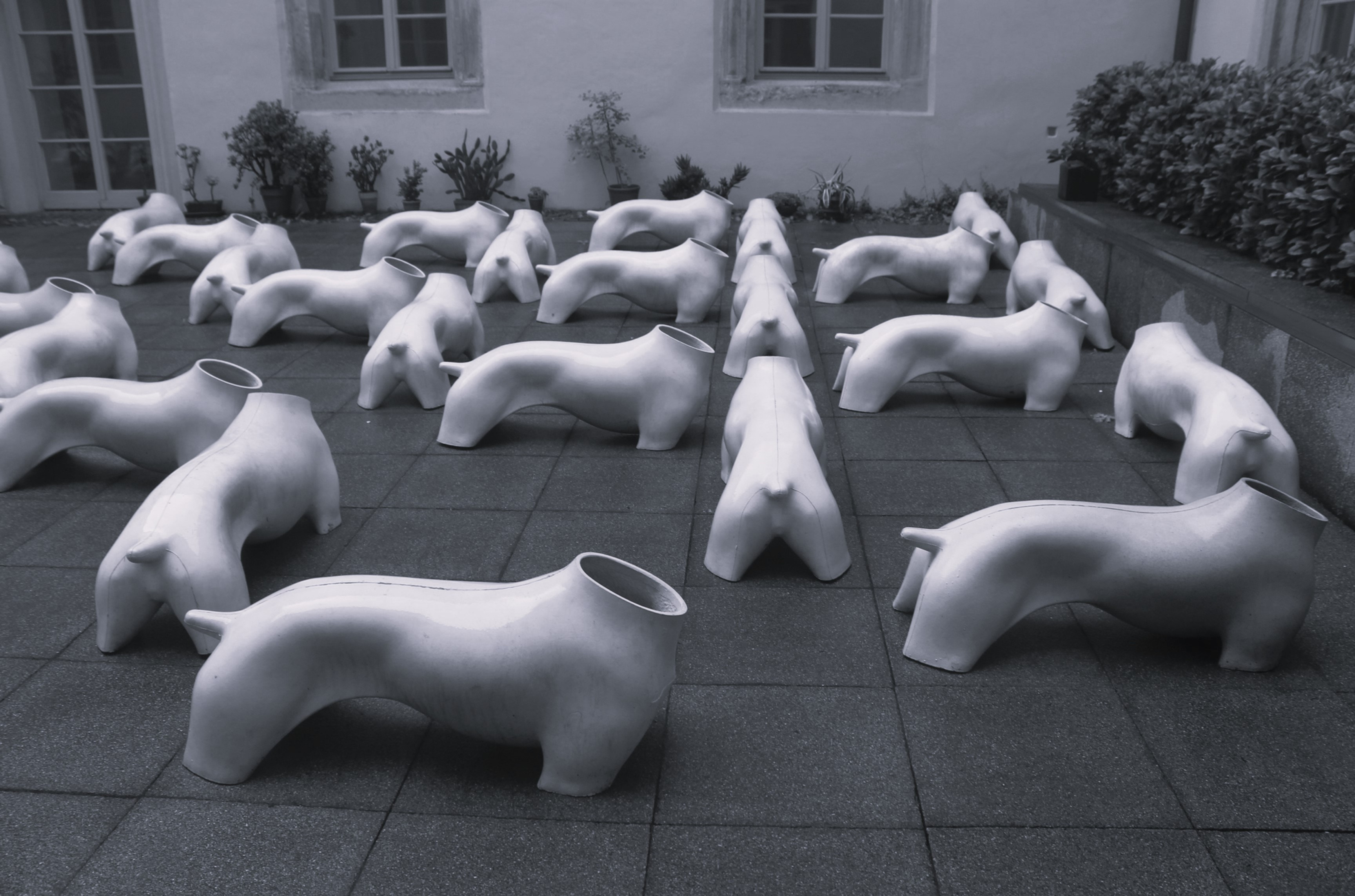 Headless Dingoes, Museum Piece