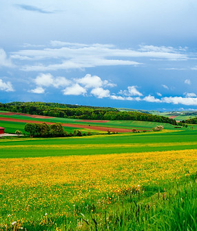 View of a rapeseed field (mustard field) in the German countryside._edited.jpg