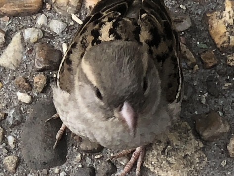 Birds: July 13 - 19