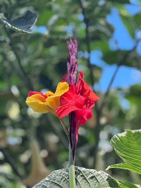 Last week I shared a photo of a mountain landscape from the Olympic Peninsula. This week's photo highlights a magnificent plant from Butchart Gardens in Victoria. Mindfulness is like that. It can be spacious and expansive as well as concentrated and focused. 