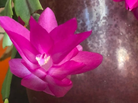 Blessing: November 30 - December 6