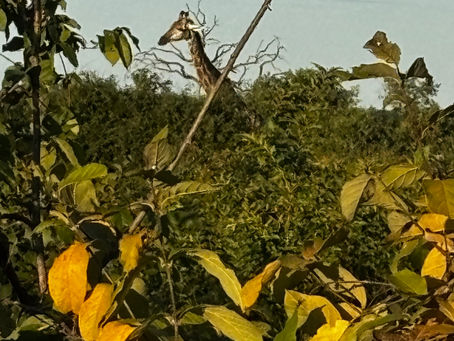 Safari: March 29 - April 4