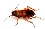 brown banded cockroach.jpg