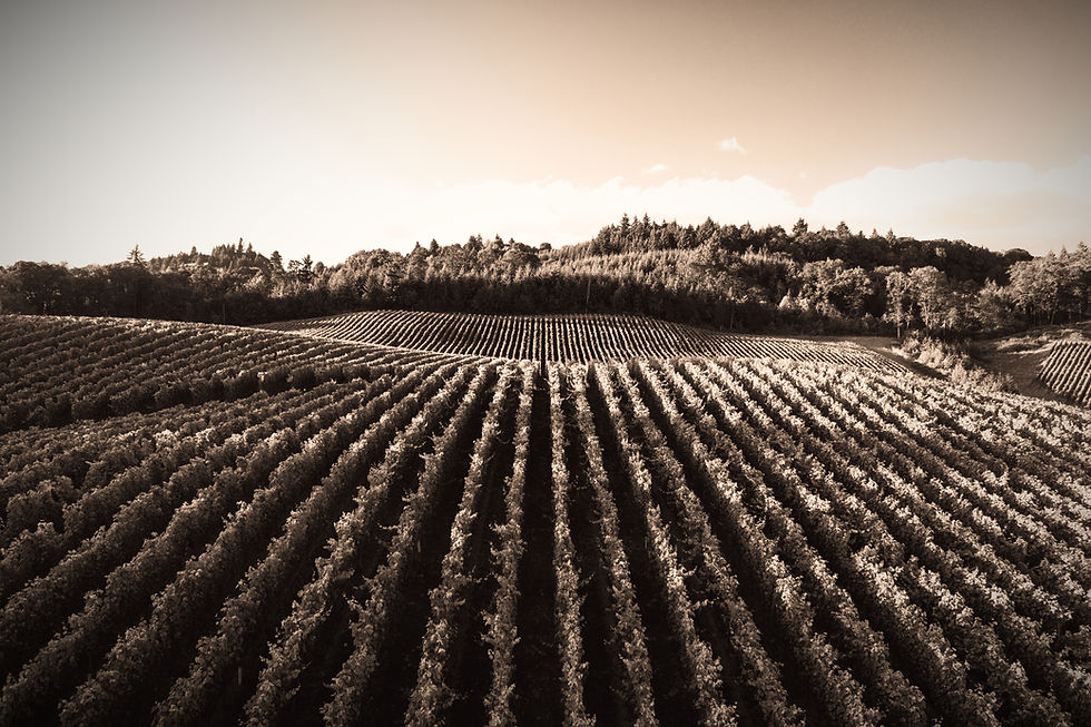 Grapevine_edited_edited.jpg