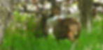 Huemul calf with mother