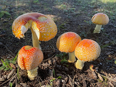 Mushrooms are a poorly researched life form between plants and animals