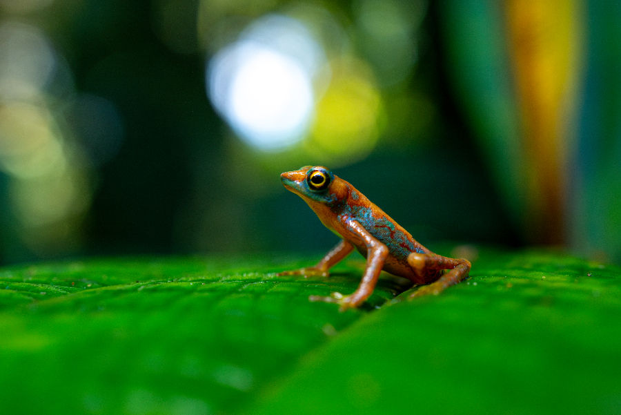 Critically endangered Mindo Harlequin Toad in Arlequín Reserve, Ecuador