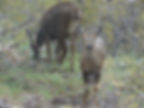 Female Huemul fawn with its collared mother
