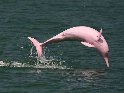 Yangtze river dolphin (Lipotes vexillifer), extinct 2002