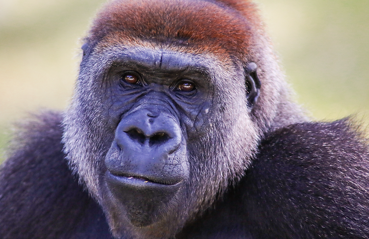 Schutz des Cross River Gorillas, des seltensten Menschenaffen der Welt