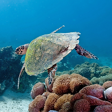 Monitor and tag nesting females, relocate nests to a hatchery, measure hatching success.