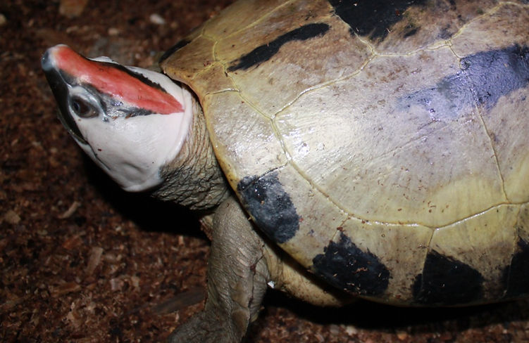 Addressing the threats to Painted terrapins