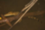 Juvenile West African Slender-snouted crocodiles feed on small fish and invertebrates.