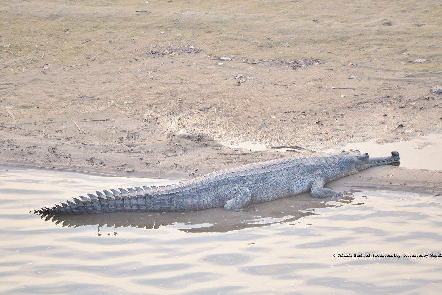 Gharial (Gavialis gangeticus) basking to warm up.
